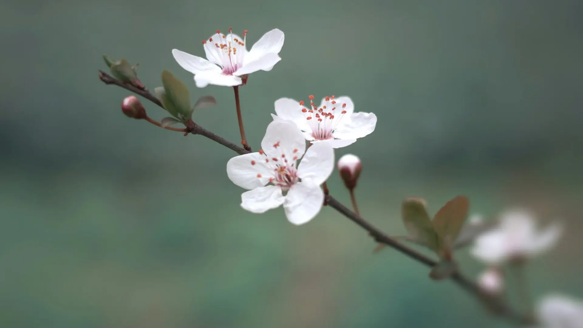 Close-up of delicate white cherry blossom flowers with pink-tipped stamens on a slender branch against a soft green background