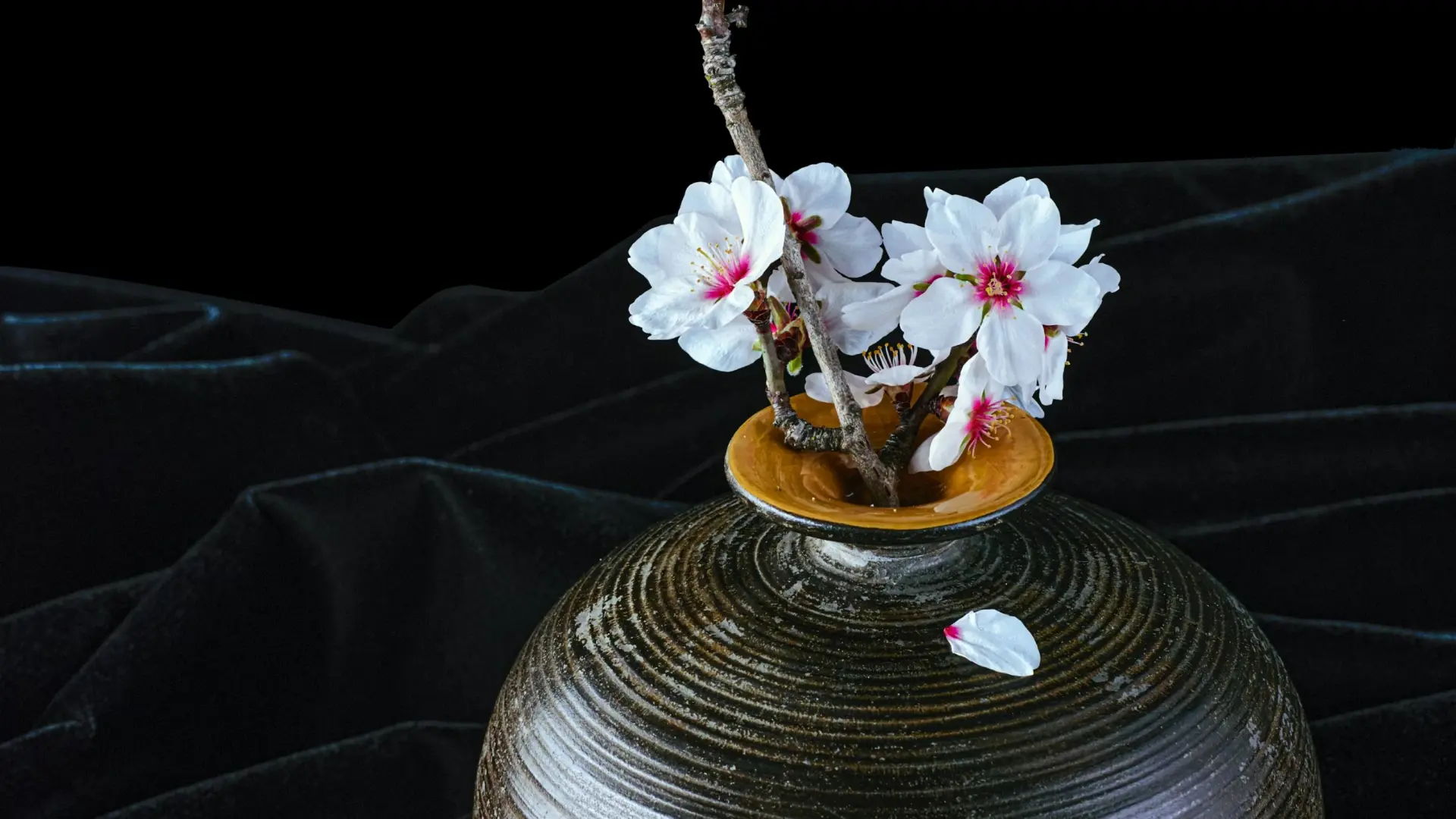 Cherry blossom branches arranged in a dark ceramic vase against a black fabric backdrop, with a single fallen petal