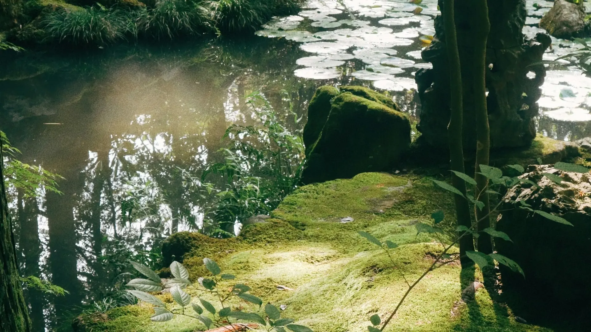 Sunlight filtering through trees onto moss-covered stones and lily pads in a tranquil Japanese garden pond