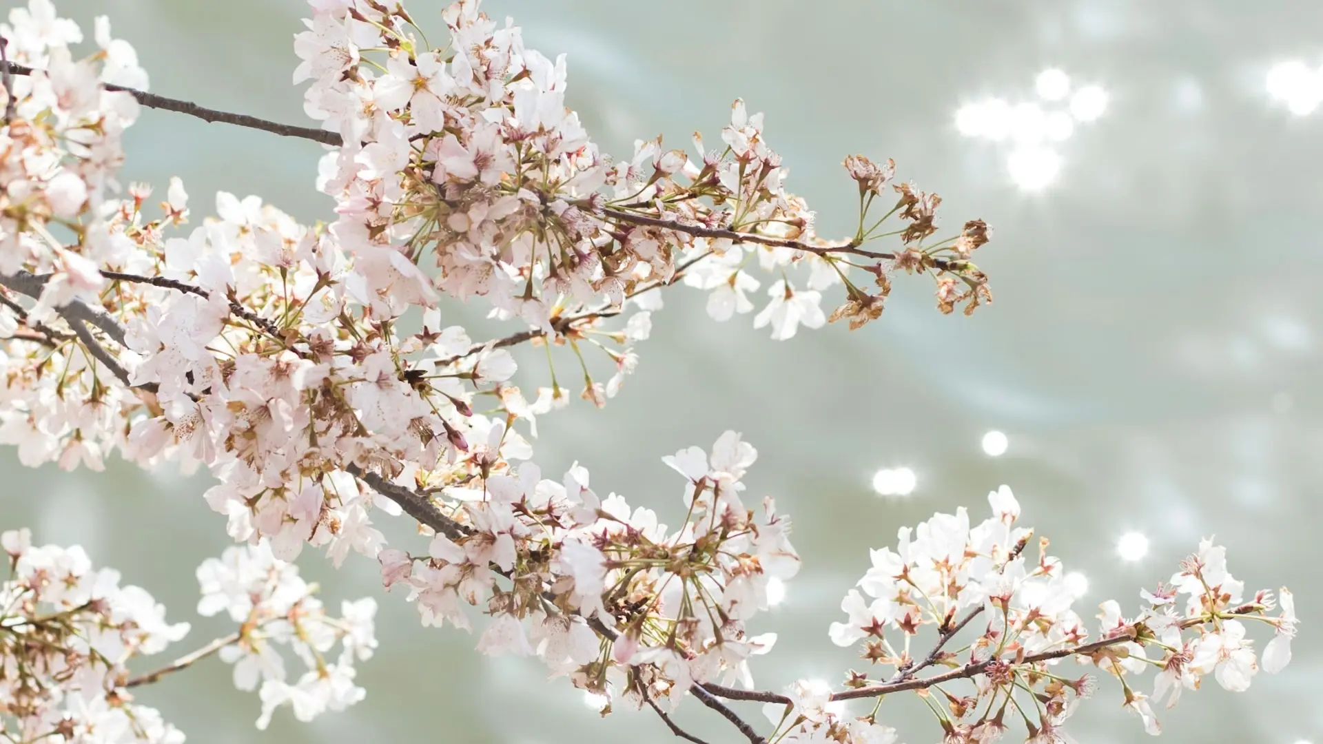 Cherry blossom branches in full bloom hanging over shimmering water, backlit by soft spring sunlight