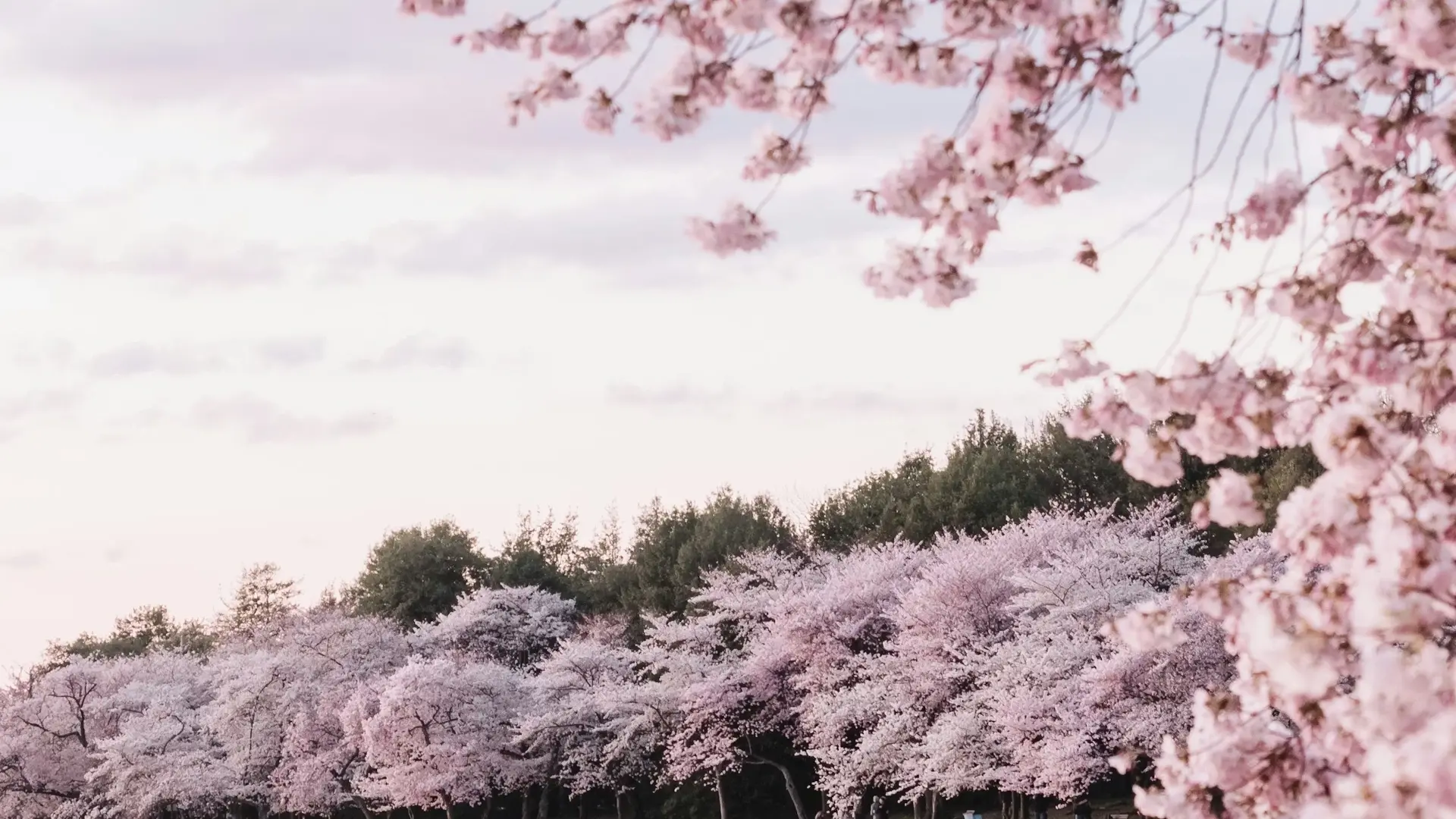 Hanami: The Philosophy of Flower Viewing
