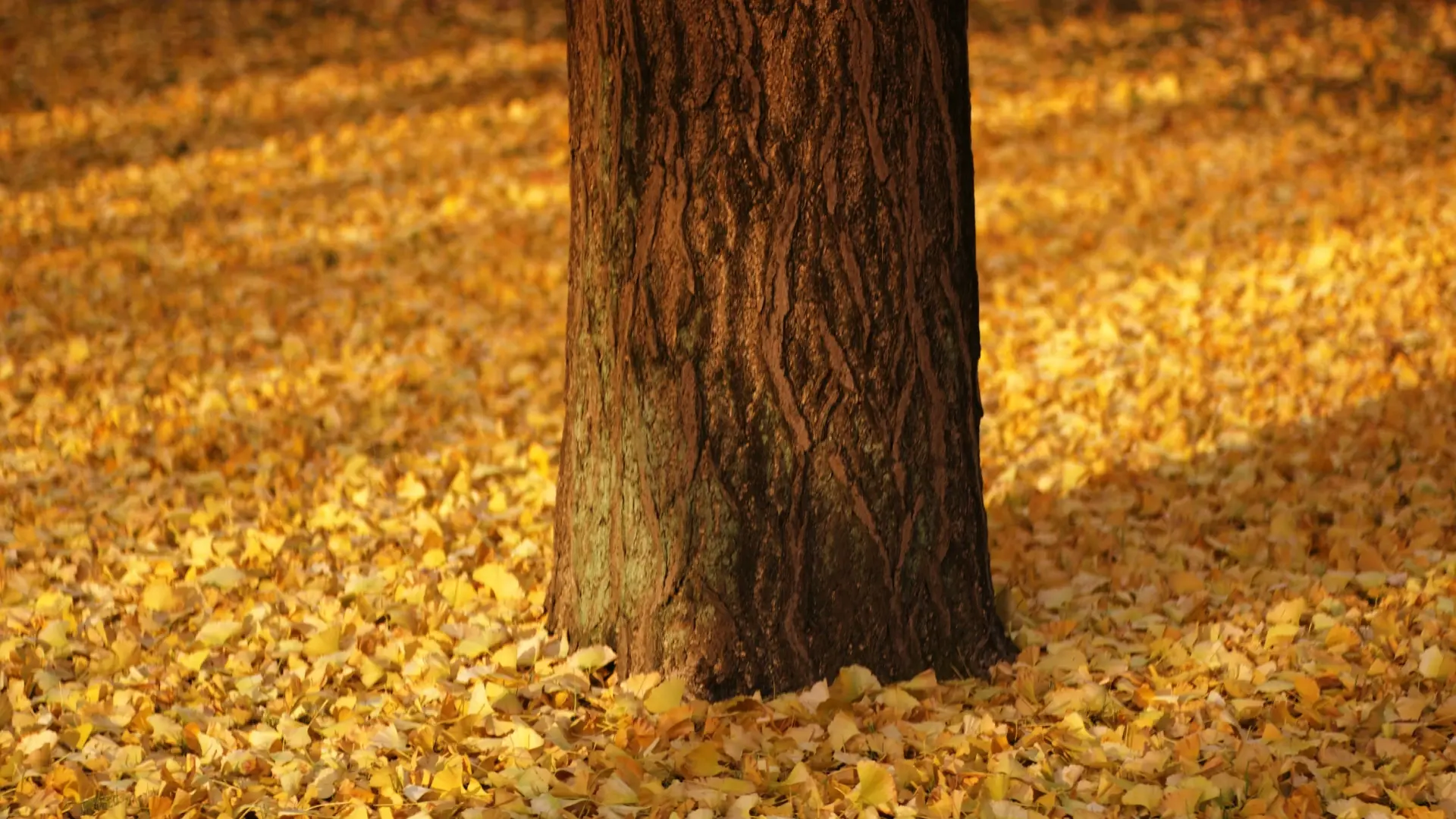 A carpet of fallen golden ginkgo leaves surrounding the base of a tree trunk in warm autumn light