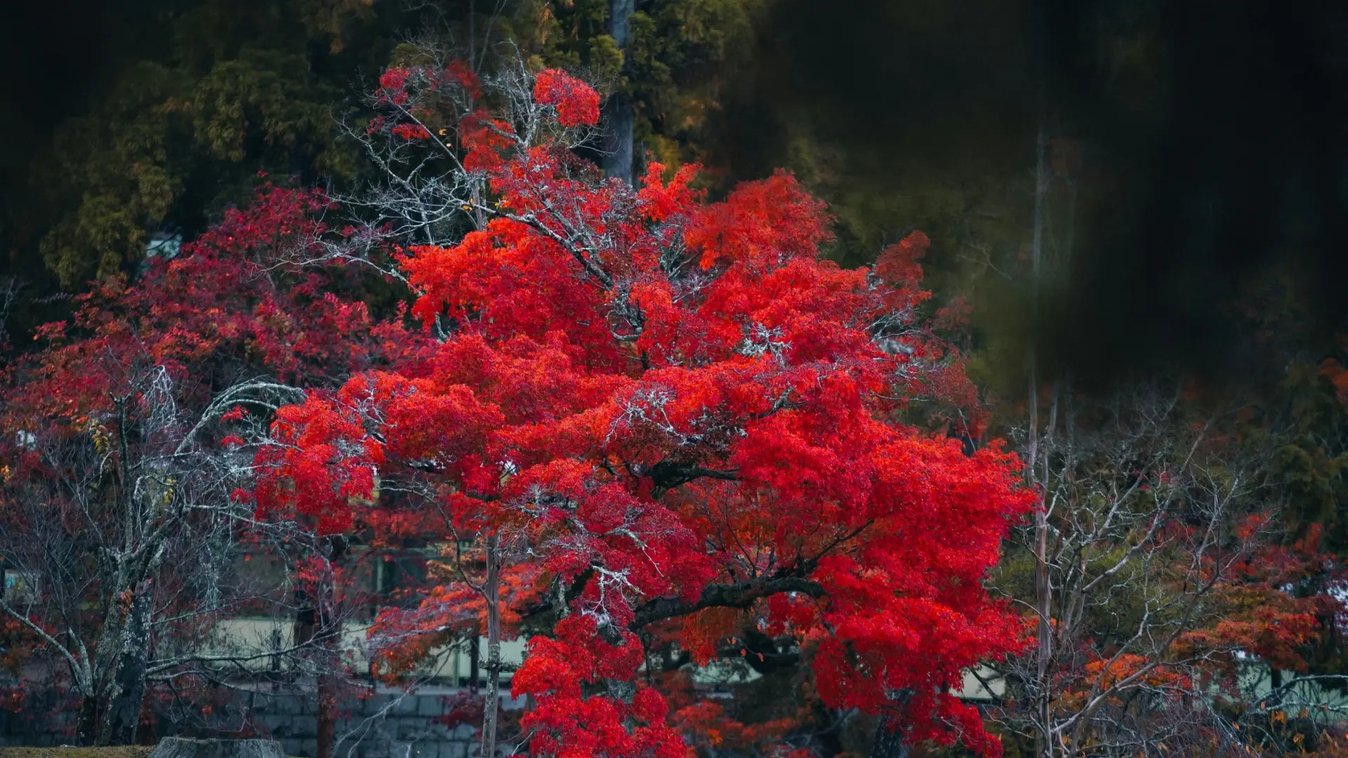 The Art of Koyo: Reading Autumn's Palette