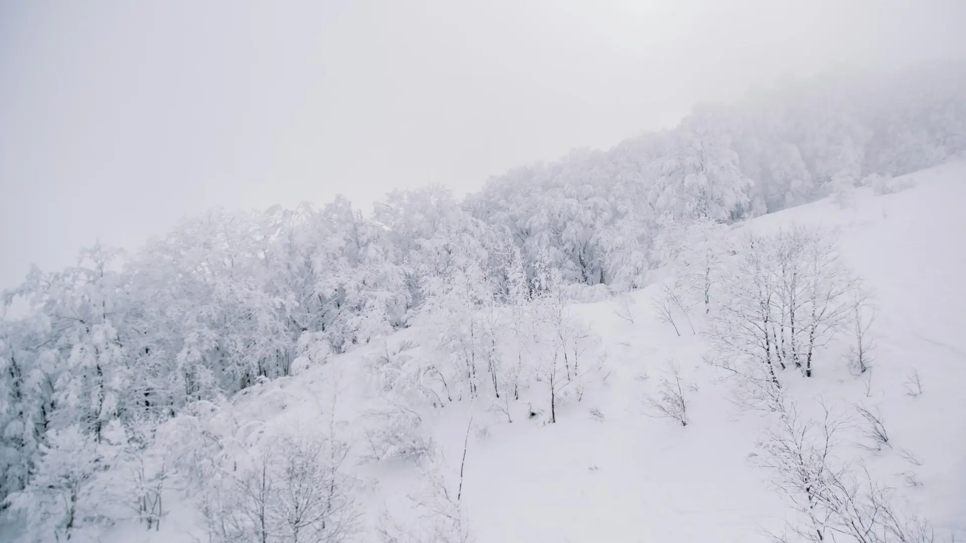 A mountainside blanketed in deep white snow with bare trees covered in frost under a pale winter sky