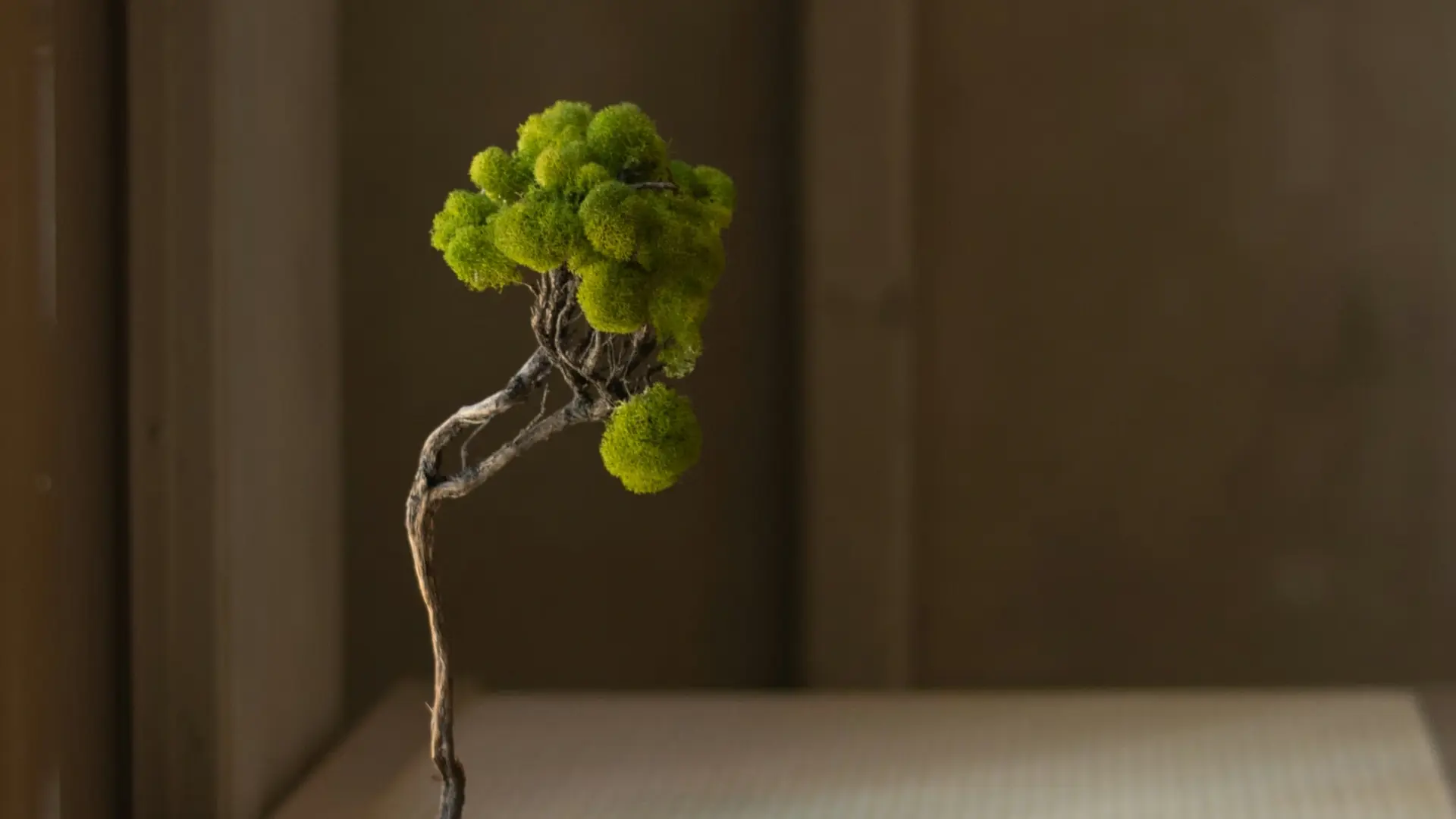 A small moss-ball bonsai with bright green foliage displayed on a shelf in a dimly lit traditional interior