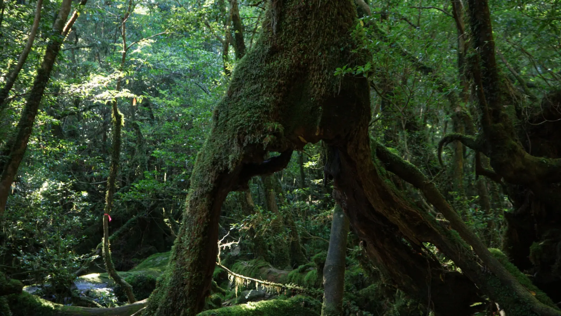 Yakushima