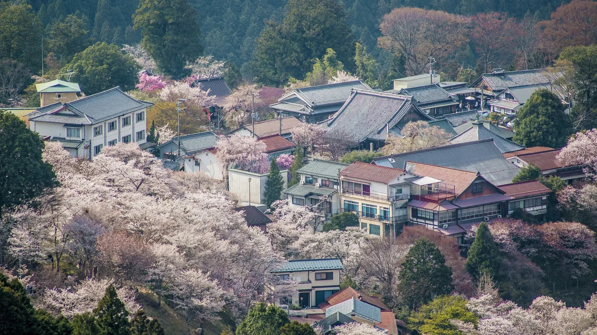 Yoshino