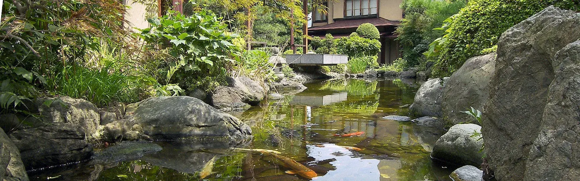 Orange koi moving through the rock-edged pond in Sakuraoka Saryo's Atami garden