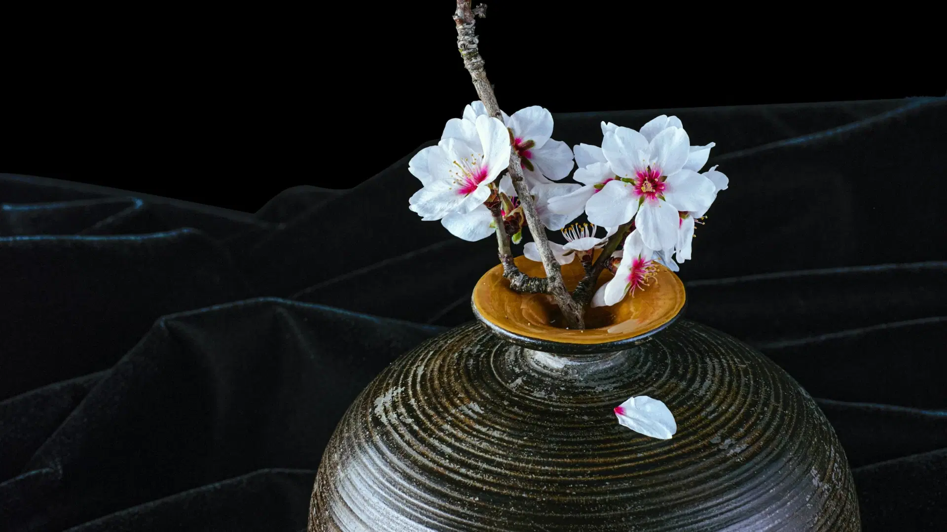 Cherry blossom branches arranged in a dark ceramic vase against a black fabric backdrop, with a single fallen petal