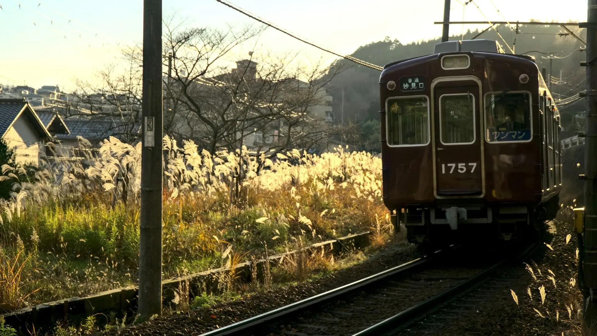 A maroon Japanese local train passing through golden pampas grass in warm autumn light