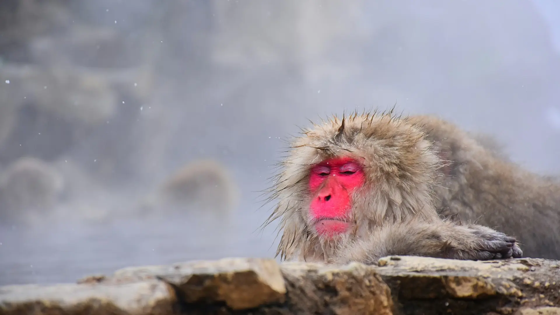 A Japanese snow monkey soaking in a hot spring, its red face relaxed as steam and snowflakes swirl around it
