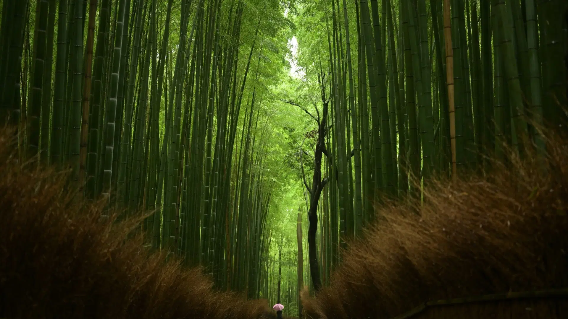 Arashiyama