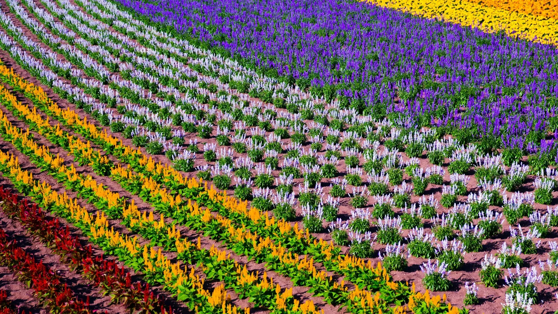 Furano