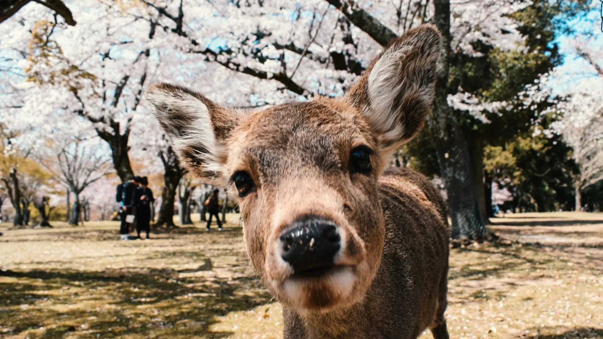 Nara